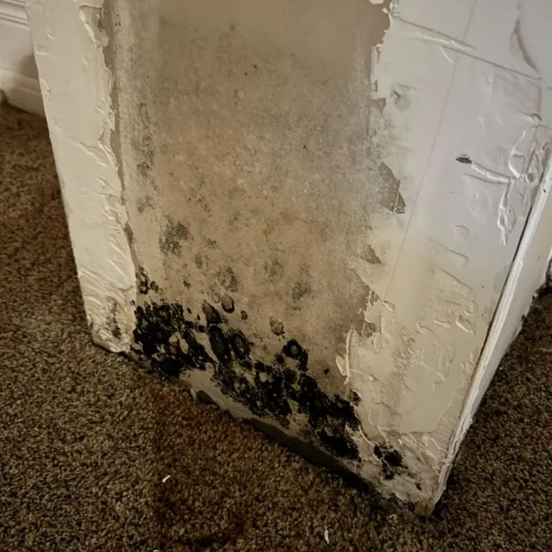 Professional Mold Removal in Sun Prairie, WI